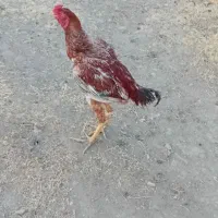 خروس لاری افغان
