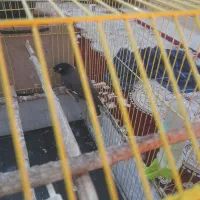 مرغ مینا جوجه اماده صحبت