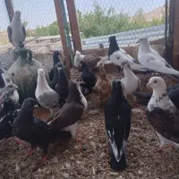 کبوتر