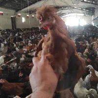 مرغ خروس  نیمچه گلپایگان 3ماهه واکسن خورده سالم