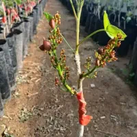 نهال پسته پیوندی دوساله / انار و خرمالو