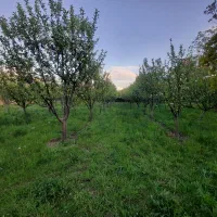 باغ ویلایی هروی