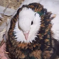 طوقی درجه ۱ ایسونم
