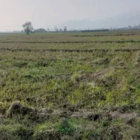 زمین-کشاورزی-5-هزار-متر-خیابان-سی-انجی