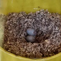 یک جفت قناری پرتقالی عالی بدون رنگدانه