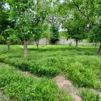باغ نقلی اسکو