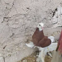 کبوتر