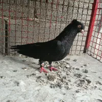 کبوتر زاغ ابادانی