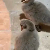 یک جفت جوجه قو مشکی ۳۵ روزه