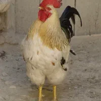 خروس محلی
