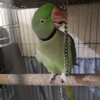 شاه طوطی دستی سخنگو