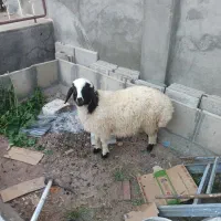 چاقو اشپزخانه ، بر ه نر چاق