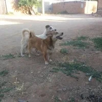 سگ پاکوتاه