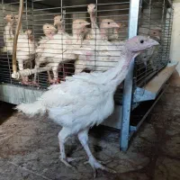 جوجه بوقلمون درشت یکونیم کیلویی بیوتی ۶ شیراز زرین