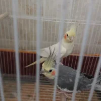 فروش عروس هلندی،جفت نر وماده