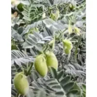 نیروی کارگردارم برای چیدن نخودوچیدن خیار