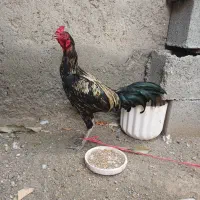 خروس