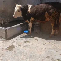 گوساله کلگاه گوشتی گاو پرواری قصابی