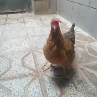 یه عددمرغ