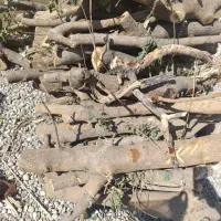 خریدار انواع چوب درخت