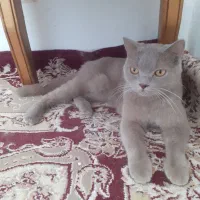 لیلاک ماده