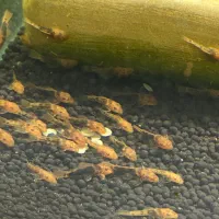 لجن خوار گوپی چوب دکور