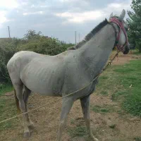اسب|اسب و تجهیزات اسب‌سواری|گرگان, |دیوار
