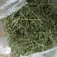 یونجه سبز  امسالی  ارگانیک