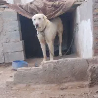 سگ عراقی