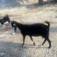 فروشی