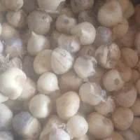 موسیر کوهی اسینم