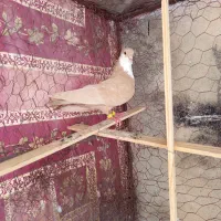ماده ریش