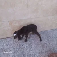 بزغاله شیری