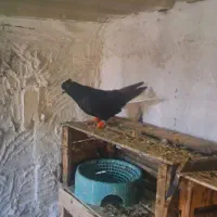 اشعل