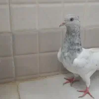 یه جفت جوجه کله الماسی