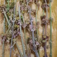 چویر خوشبو و تمیز