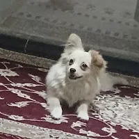 سگ پامر