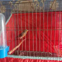 فروش قناری قرص و سهره