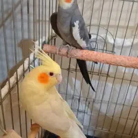 یه جفت عروس باقفس و تخم