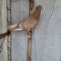 جوجه زرد دم سفید