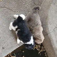 سگ قرجونی