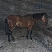 اسب