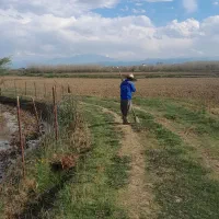 مرزبندی شالیزار شاد