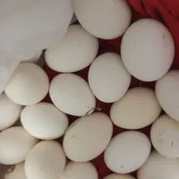 تخم‌مرغی محلی تازه