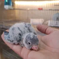 جوجه راهب سرلاکی