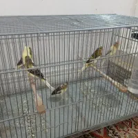 قناری جوجه 7 عدد