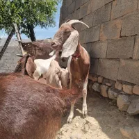 بزداشتی