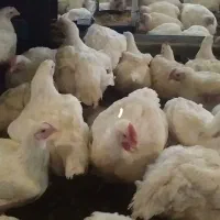 پرورش جوجه مرغ