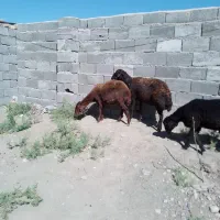 سلام دو عدد میش یکی شیره دار یکی کج دندان