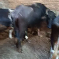 گاومیش جوان شش کیلوشیرمیده